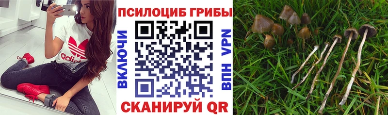 магазин продажи   Усть-Джегута  Псилоцибиновые грибы прущие грибы 