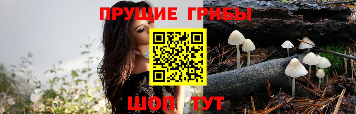 Псилоцибиновые грибы Psilocybe  Вход с VPN  Усть-Джегута 